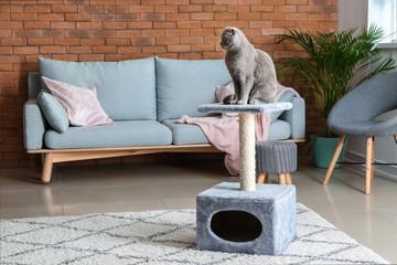Cute funny cat on scratching post at home