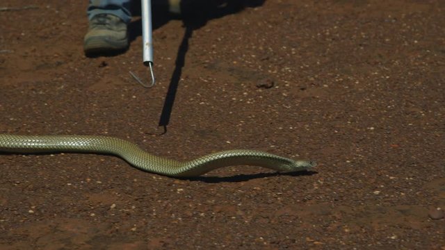 A medium shot of a snake catcher using a pole to try and catch a large white python