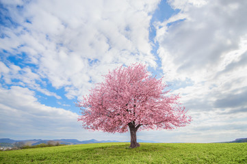 Tree on a green meadow. Flowering tree pink cherry sakura in spring. Solitary and isolated tree in the middle of the spring landscape. - Powered by Adobe