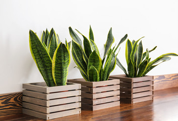 Sansevieria plants in pots on table