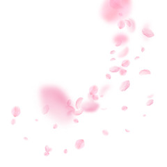 Sakura petals falling down. Romantic pink flowers  - obrazy, fototapety, plakaty