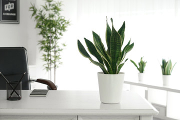 Sansevieria plant on table in modern room