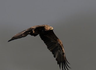 Imperial eagle