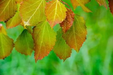 Листья/ Покрасневшие листья с капельками росы на зеленом фоне.