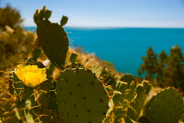 Cactuses, yellow cactus flowers, turquois sea and the blue sky, summertime