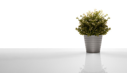 decorative plant in a grey pot