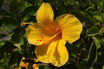Blossom of a hibiscus