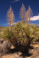 Naklejka premium Mojave yucca plant in Joshua Tree National Park in California in the USA