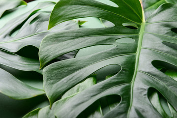 Naklejka na ściany i meble Green tropical leaves, closeup
