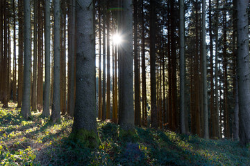 Sonnenstrahlen in den Wälder des Schwarzwaldes nahe Freiamt