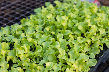 Farming organic green oak lettuce