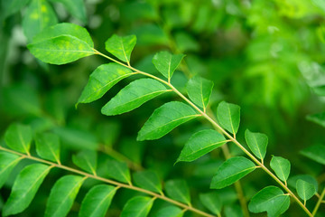 Fototapeta na wymiar Curry leaves tree plant