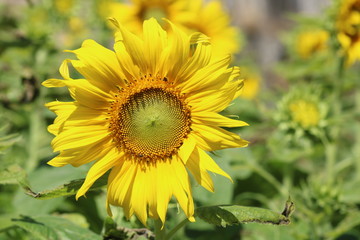 Sunflowers garden yellow.