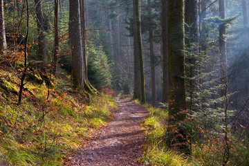 Winterwald in den Vogesen bei Nideck