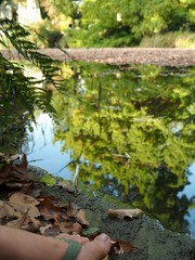 Autumn colored leaves reflecting on a small pond in a botanical garden in Cologne, German.y.