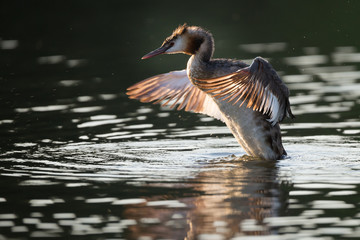 Haubentaucher bei der Gefiederpflege