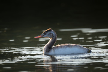 Haubentaucher bei der Gefiederpflege