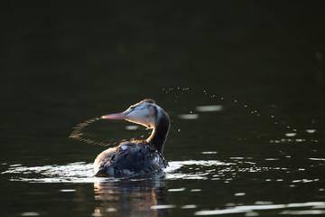 Haubentaucher bei der Gefiederpflege