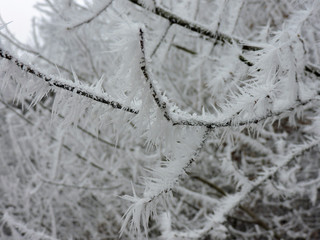 Frozen branch with huge ice crystals in the nature. Taken near Karlsruhe, Germany