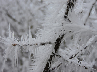 Frozen branch with huge ice crystals in the nature. Taken near Karlsruhe, Germany