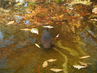 Fish close up in a pond, autumn colors reflecting on the surface.