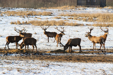 Fantastic landscape view of animals standing in a field.