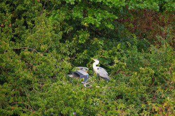 Sich zankende Graureiherjungvögel
