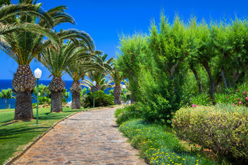 Fototapeta premium Palm trees on the seaside, Crete