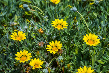 Green grass and yellow flowers. Natural background texture