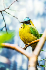 Oiseau coloré Motmot Houtouc
