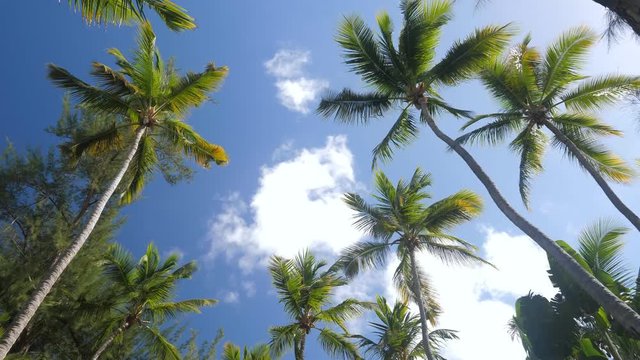 Top of coconut palm trees with blue sky background, nobody