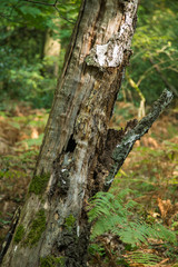 Morscher Birkenstamm