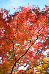 紅葉のカーテン