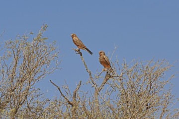 Steppenfalke (falco rupicoloides) im Dead Vlei (Namib Naukluft Park) in Namibia