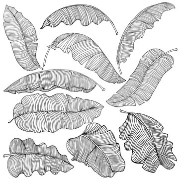 A set of exotic, white banana leaves with a black outlines, isolated on a white background. Decorative image with tropical foliage.