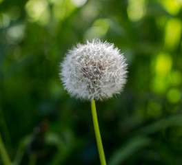dandelion