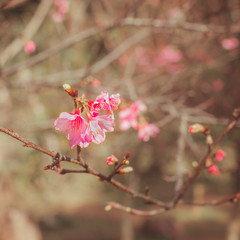 Beautiful Wild Himalayan Cherry flower.