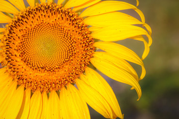 Fototapeta premium Beautiful of bright colored sunflowers.