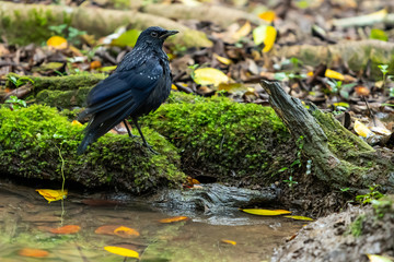 A Blue Whistling-Thrush standing near a natural small pond