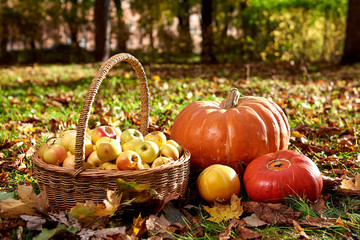 Organic ripe fruit in basket in autumn garden. Fresh apples and pumpkin in nature.