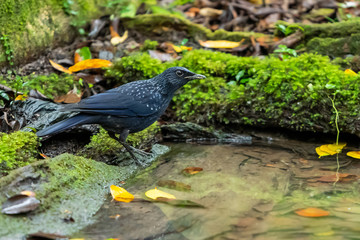A Blue Whistling-Thrush standing near a natural small pond