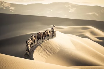 Zelfklevend Fotobehang Woestijnlandschap woestijn kamelen team