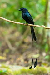 A male Greater Racket-tailed Drongo on the liana branch