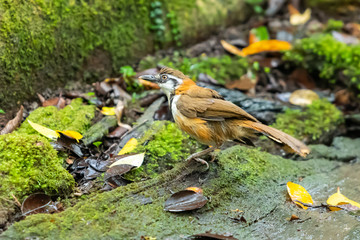 A Lesser Necklaced Laughingthrush standing near a natural small pond after bath