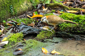 Naklejka na ściany i meble A Lesser Necklaced Laughingthrush standing near a natural small pond