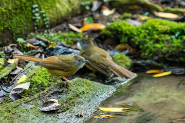 A Puff-throated Bulbul standing near the natural small pond