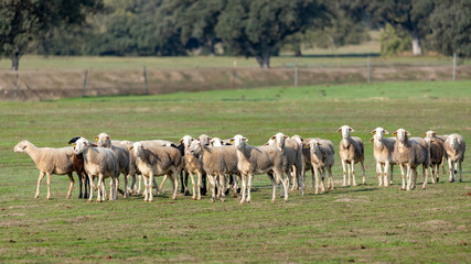Flock of sheep grazing