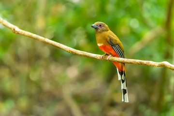 A colorful female Red-headed Trogon on the liana branch