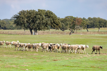 Naklejka na ściany i meble Flock of sheep grazing