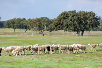 Fototapeta premium Flock of sheep grazing